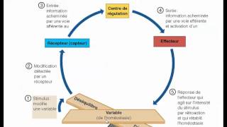 homéostasietemp [upl. by Eveam]