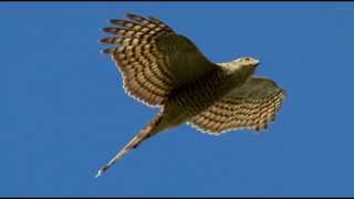 Sparrowhawk Bird Call Bird Song [upl. by Retxab517]