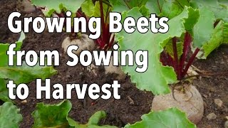 Growing Beets from Sowing to Harvest [upl. by Asle852]