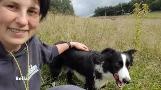 All you need to know about Border Collies [upl. by Opiak]