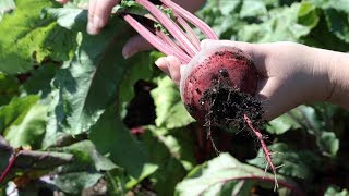 How To Harvest Beets [upl. by Biddle964]