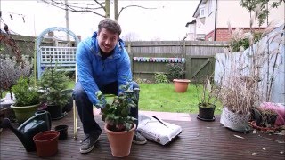 Repotting a Plant Camellia Japonica [upl. by Nitnilc]