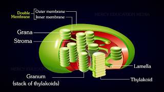 Structure of Chloroplast [upl. by Anytsirk115]