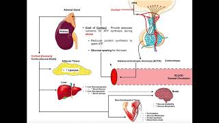 Specific Hormones  Functions of Cortisol [upl. by Waldemar659]