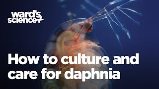 Caring and Culturing for Daphnia [upl. by Surat]