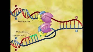 DNA Replication 3D Animation [upl. by Sydel]