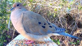 Mourning Dove Song Coo Call Sounds  Amazing CloseUp [upl. by Brabazon]