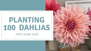 How To Plant Dahlias Large Dahlia Bed Preparation [upl. by Pevzner]