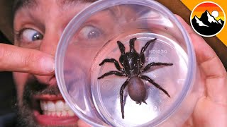 Milking the Worlds Most Venomous Spider [upl. by Penhall786]