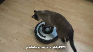 Cat shows HOW TO use iRobot Roomba Vacuum [upl. by Yanrahc]