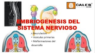 Neuroanatomía  Embriogénesis del Sistema Nervioso Part I [upl. by Ecnedurp314]