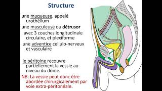 Anatomie de la vessie [upl. by Eirrac910]