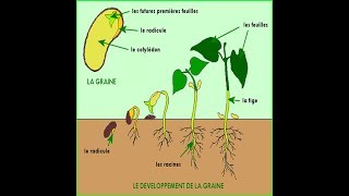 Croissance et développement des plantes  partie 1 [upl. by Eednar]