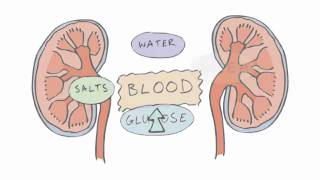 New GCSE BBC Bitesize  Homeostasis [upl. by Kelly141]