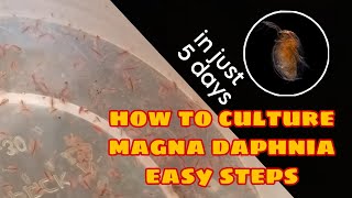 How to Culture Magna Daphnia Easily [upl. by Nikoletta]