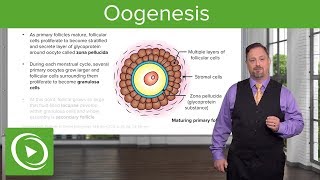 Oogenesis and Follicles – Embryology  Lecturio [upl. by Oicnanev]