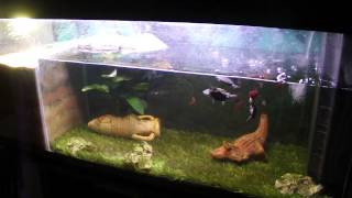 TORTUE pelomedusa aquarium 240 LITRES [upl. by Aveline959]