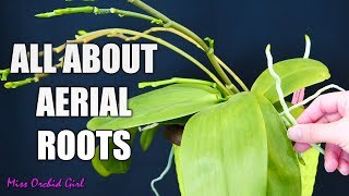 Orchid aerial roots  Why Orchids grow them what to do about them [upl. by Laurent]