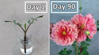 Grow Dahlia from Cuttings Like a BOSS 90 Days Update [upl. by Mannie]