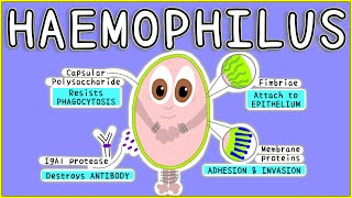 Hemophilia and Gene Therapy [upl. by Kcira]