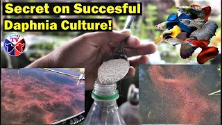 How to Culture Daphnia Successfully [upl. by Alleyne]