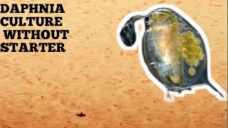 HOW TO CULTURE DAPHNIA NATURALLY WITHOUT A STARTER [upl. by Iadrahs374]