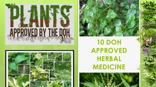 10 herbal plants approved by doh and their uses and preparation  Philippine Herbal Medicines [upl. by Prady]