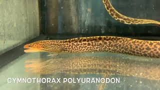 Gymnothorax polyuranodon [upl. by Aanas]