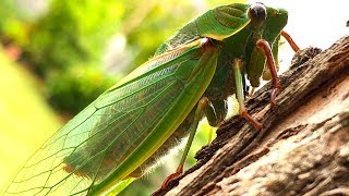 Cicada Life amp Death 2 Whole Cicada Season Part 1 EDUCATIONAL VIDEO [upl. by Nette]