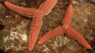 The Dividing Starfish [upl. by Cornwall62]