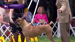 Cane Corsos  Breed Judging 2021 [upl. by Alin]