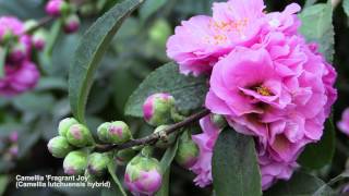 How to Flower Camellias in Containers [upl. by Naillij]