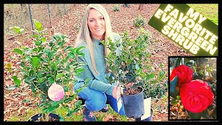 How To Grow Camellias  Camellia Japonica vs Sasanqua [upl. by Crespo803]