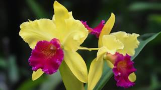 Growing and Repotting Cattleya Orchids [upl. by Tnias896]