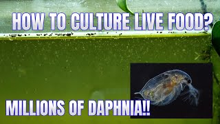 How to Culture Daphnia Secret Method to Breed MILLIONS  Simply Aquatic [upl. by Enimisaj]