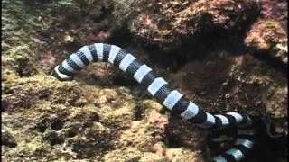 Sea Snake eating Moray Eel Fiji Laticauda colubrina vs Gymnothorax sp [upl. by Trebla]