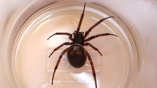 False widow spiders what you need to know [upl. by Heddy]