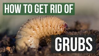 How to rig a Grub  Curl tail Jig  Basic angling tips [upl. by Shwalb]