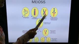 General Embryology Mitosis Meiosis and Gametogenesis  By Dr Vijaya [upl. by Assirrem]