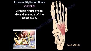 Extensor Digitorum Brevis  Everything You Need To Know  Dr Nabil Ebraheim [upl. by Kolnos861]