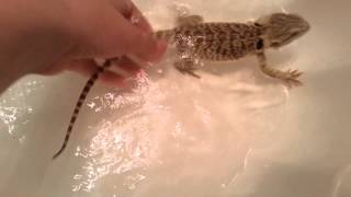 How to PROPERLY Give your Bearded Dragon a Bath [upl. by Yenal]