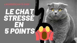 Le stress de votre chat en 5 points 🙀 [upl. by Potts795]