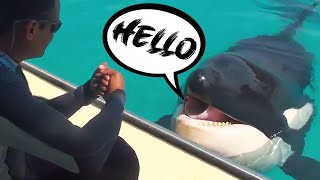 Meet Wikie  The Talking Killer Whale [upl. by Eulau]