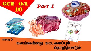 கலம்  Cell structure amp function  Grade 10 Science  GCE OL Tamil Medium [upl. by Anaujahs]