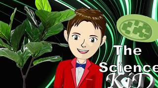 Chloroplasts  How Does Photosynthesis Work  The Science KID [upl. by Manus]