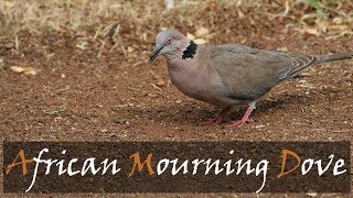 African Mourning Dove Bird Call  Collared Mourning Dove Bird Call  Kruger  Stories Of The Kruger [upl. by Ailsa]