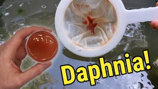 How I Culture Daphnia In Outdoor Tubs [upl. by Zoes]