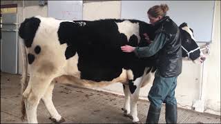 Bovine Musculoskeletal Examination [upl. by Treiber]