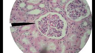 Histology for Beginners [upl. by Medrek]