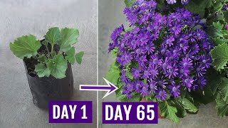 Secrets to Get 10X More Flowers on Cineraria Plants With UPDATES [upl. by Okechuku]